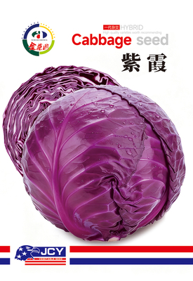 紫霞