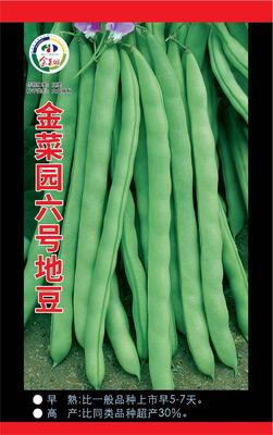 金菜园六号地豆