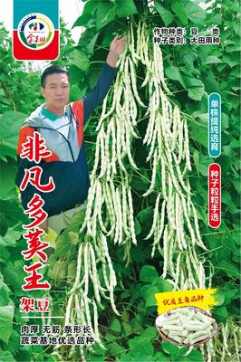 非凡多荚王