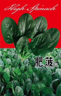 肥菠版