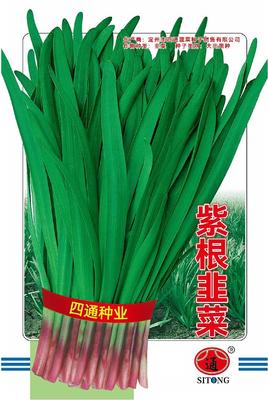 紫根韭菜