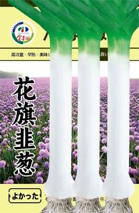 花旗韭葱