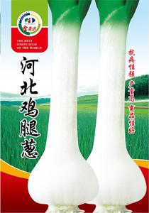 河北鸡腿葱