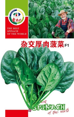 杂交厚肉菠菜