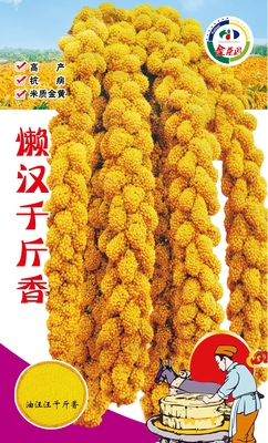 懒汉千斤香