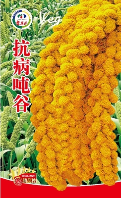 抗病吨谷