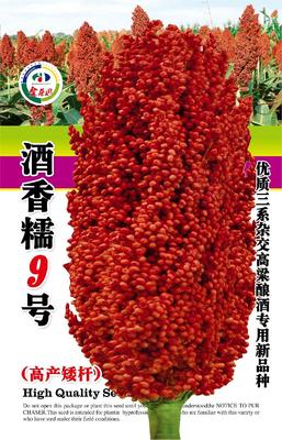 酒香糯9号