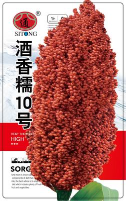 酒香糯10号 (2)