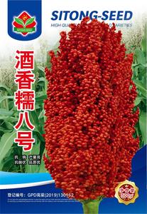 酒香糯八号 