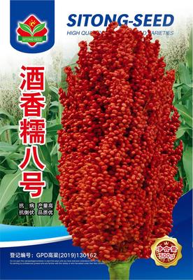 酒香糯八号 