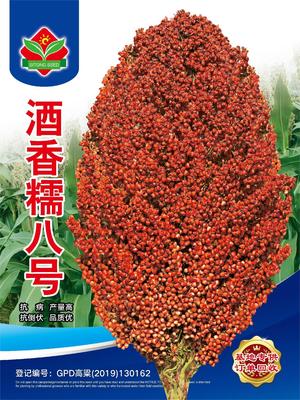 酒香糯八号 (3)