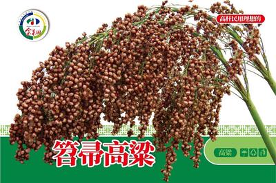 笤帚高粱