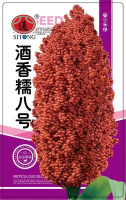 酒香糯八号 (4)
