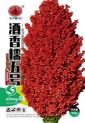 酒香糯五号