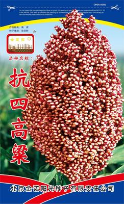 抗四高粱
