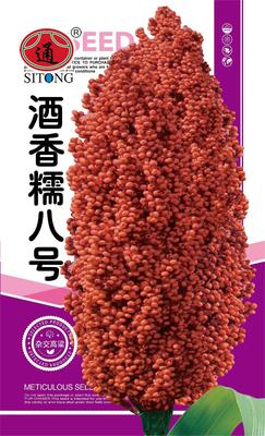 酒香糯八号