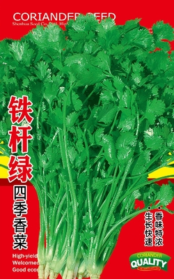铁杆绿四季香菜
