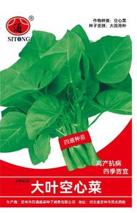 大叶空心菜