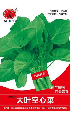 大叶空心菜