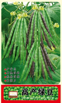 高产绿豆