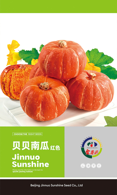 贝贝南瓜红色