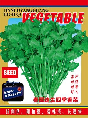 泰国速生四季香菜