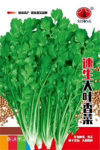速生大叶香菜
