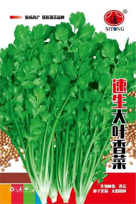 速生大叶香菜