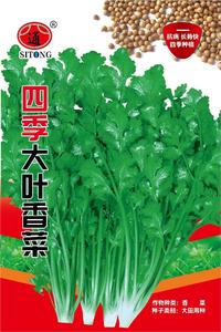 四季大叶香菜