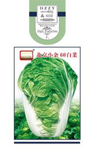 北京小杂60白菜