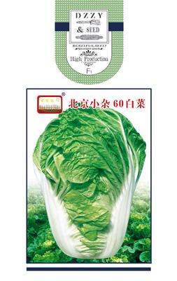 北京小杂60白菜