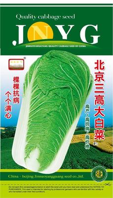 北京三高大白菜