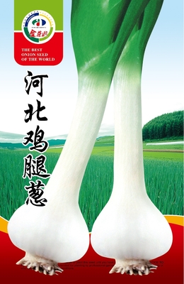 河北鸡腿葱