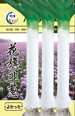 花旗韭葱