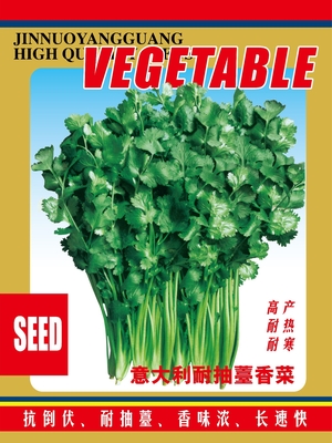意大利耐抽薹香菜