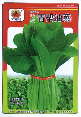 青帮油菜