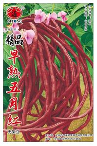 精品早熟五月红