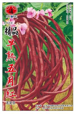 精品早熟五月红