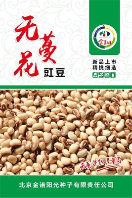 无蔓花豇豆