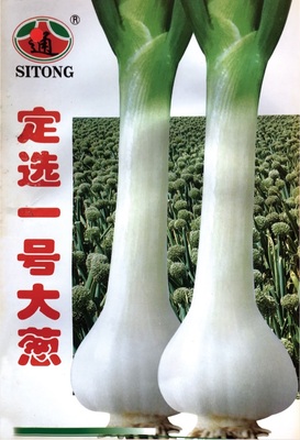 定选一号大葱