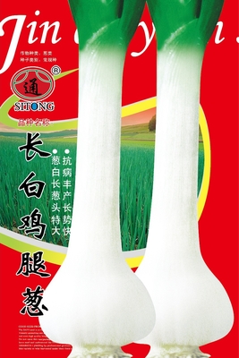 长白鸡腿葱