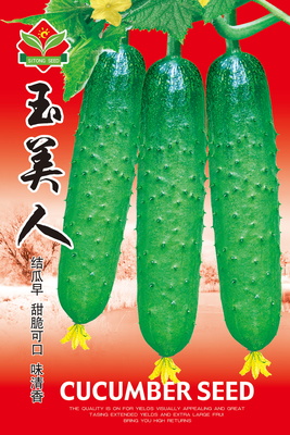 玉美人