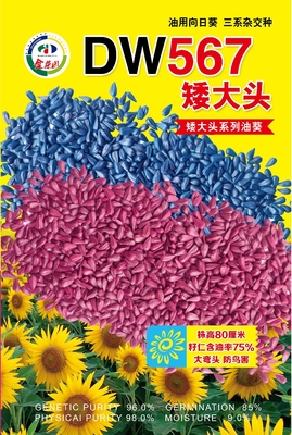 矮大头DW567