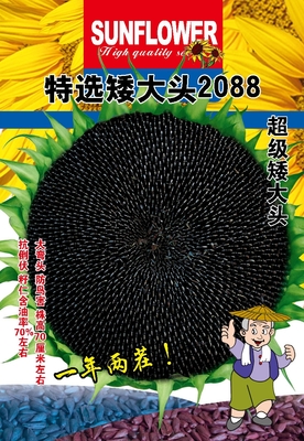 特选矮大头2088