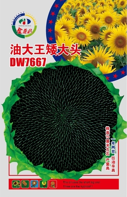 油大王矮大头版-