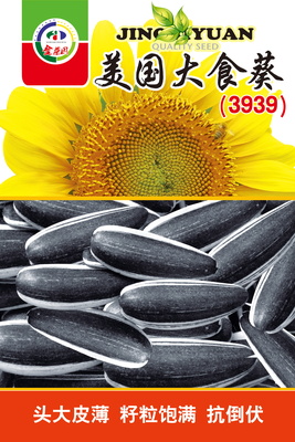 美国大食葵3939