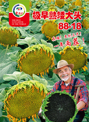 极早熟矮大头88-18