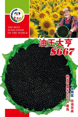 油王大亨S667
