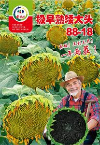 极早熟矮大头88-18