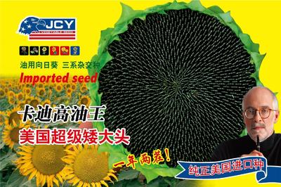卡迪高油王